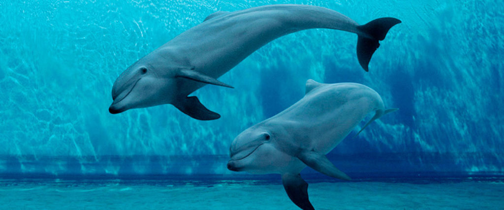 Visitare il più grande acquario d’Europa: l’Acquario di Genova.
